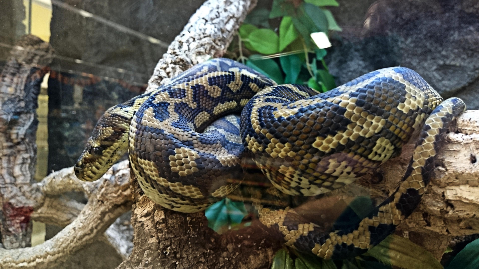 Python "Papua Jaguar"