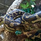 Python "Papua Jaguar"