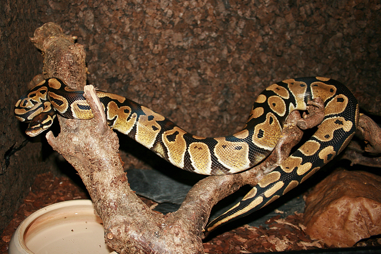 Python regius 1 Foto & Bild | tiere, haustiere, terraristik Bilder auf ...