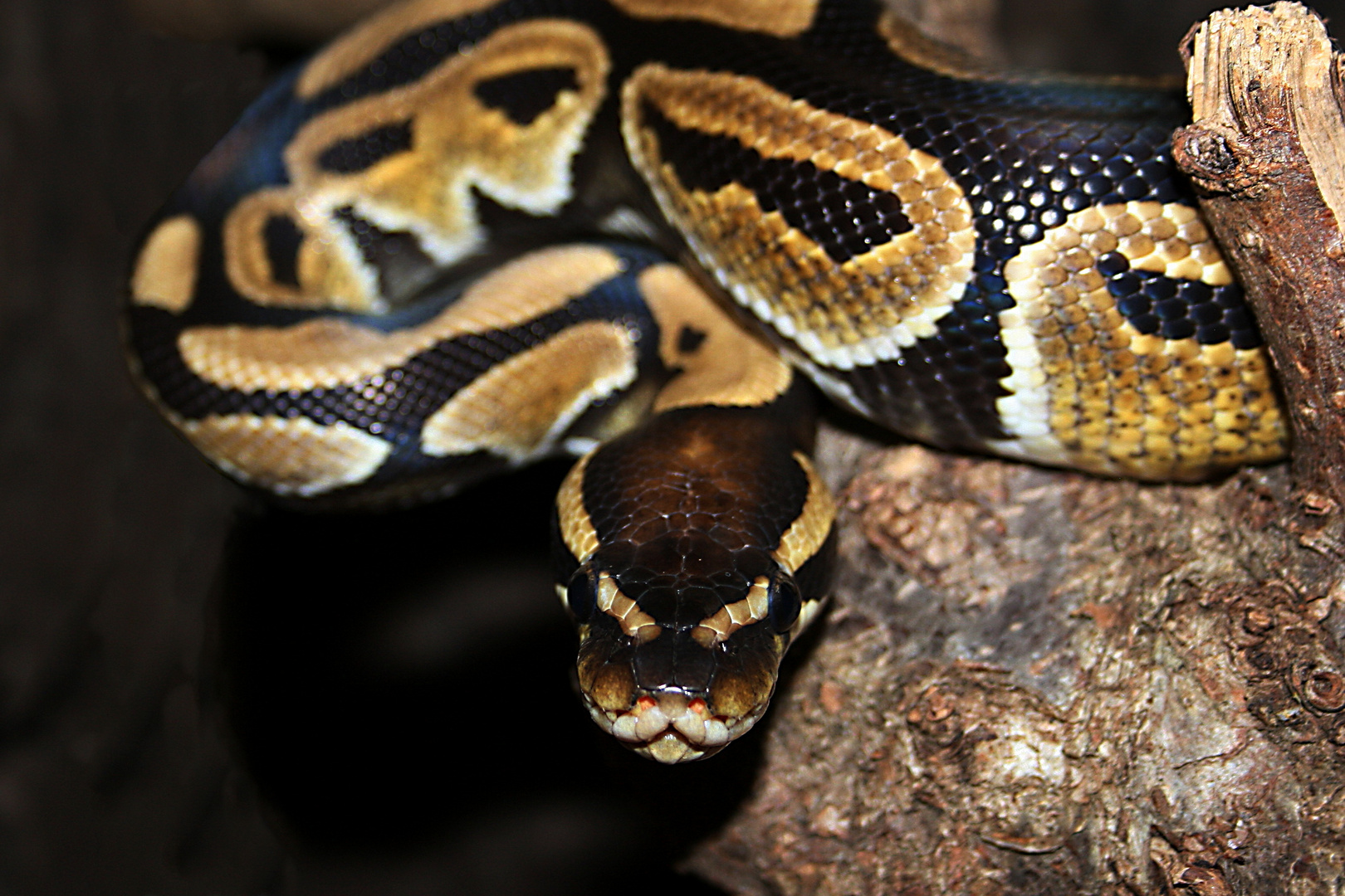 Python regius