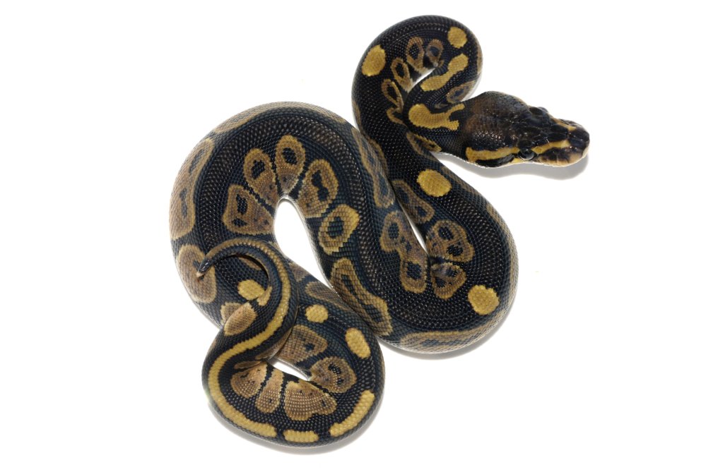 Python regius