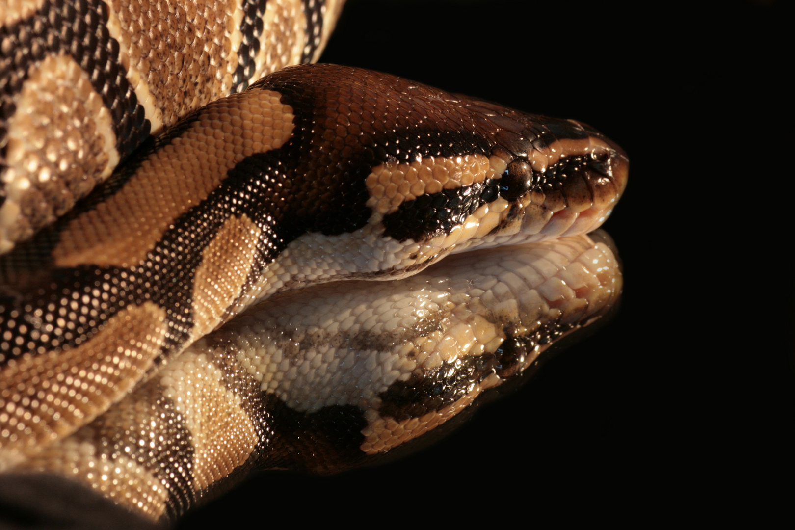 Python regius