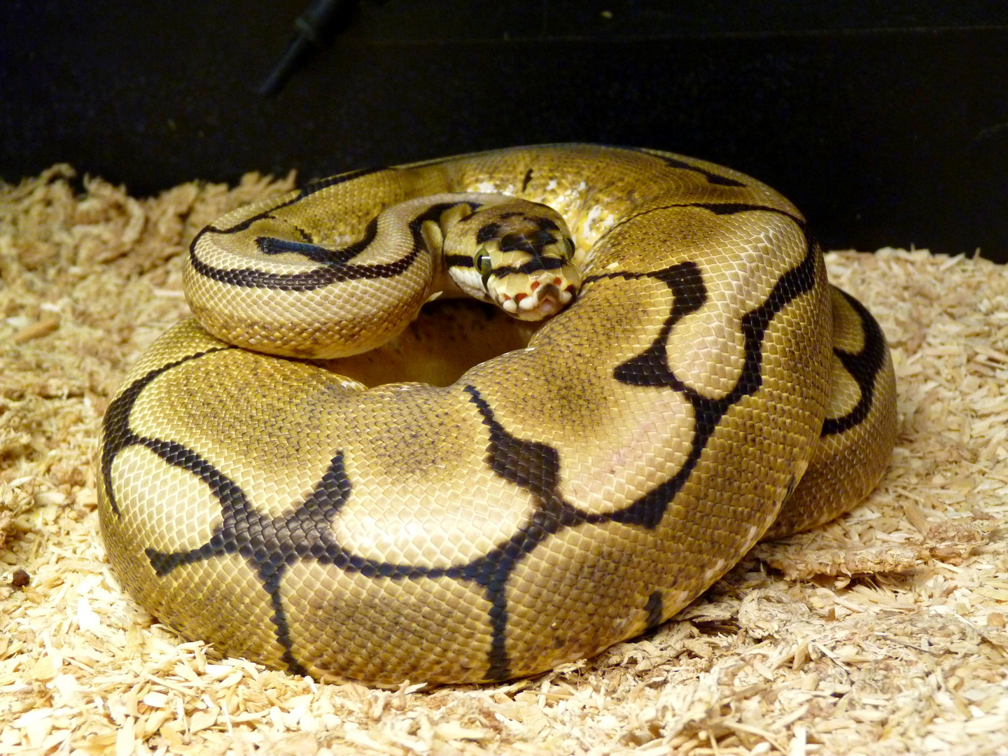 Python regius Farbmorph "Spider" 0.1