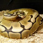 Python regius Farbmorph "Spider" 0.1