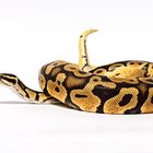 Python Regius Pastel