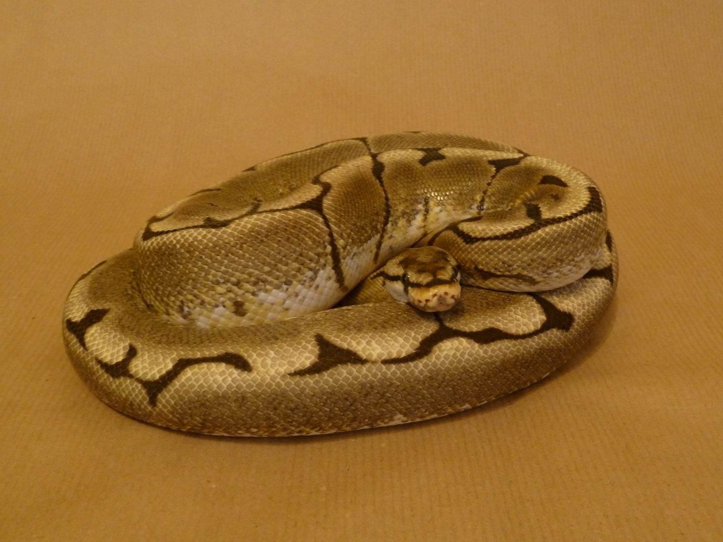 Python Regius "Spider"