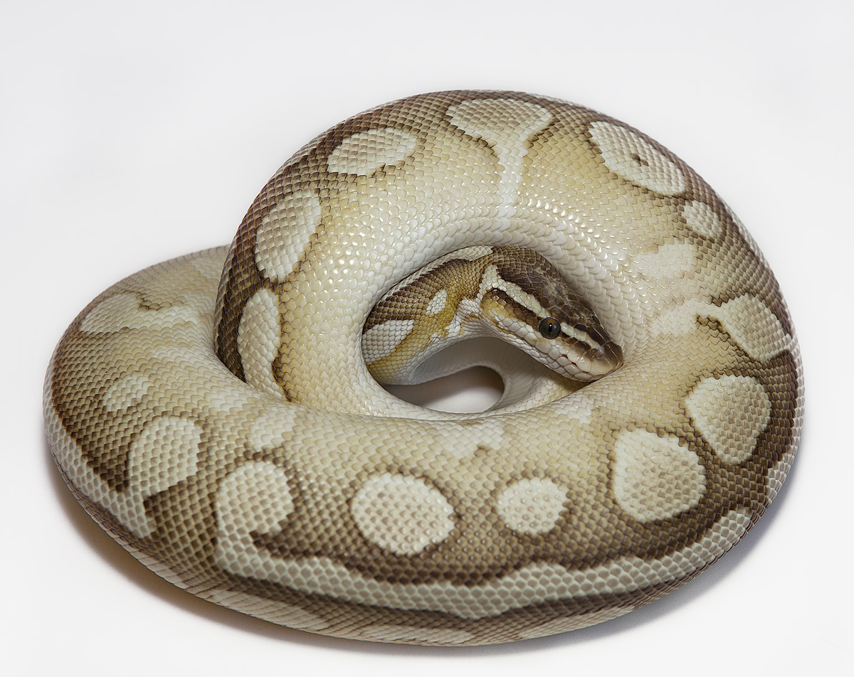 Python regius var. PAstel