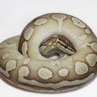 Python regius var. PAstel