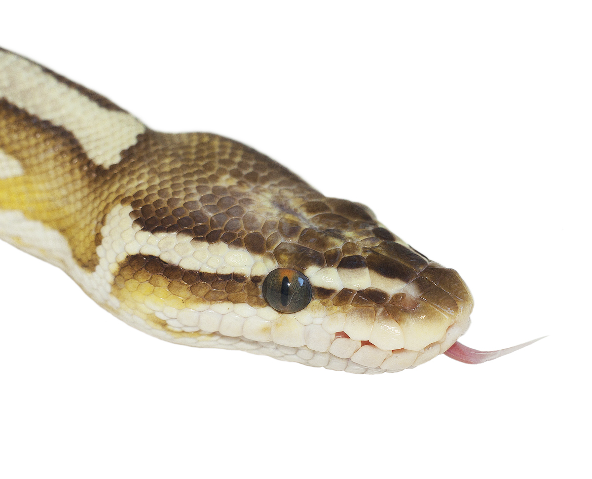 Python regius var. Pastel 3