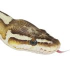 Python regius var. Pastel 3