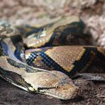 Python reticulatus