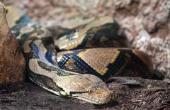 Python reticulatus