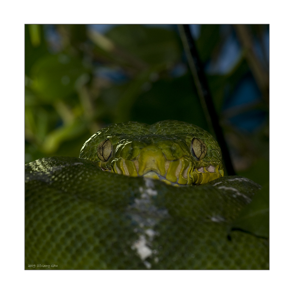 Python verde.....