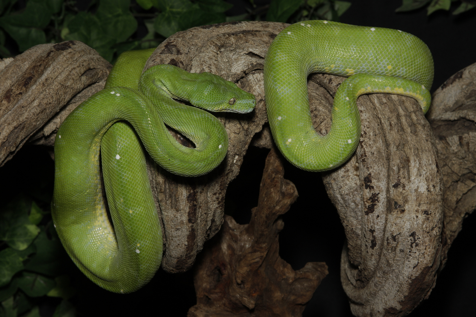 Python vert ( Morélia viridis )