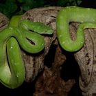 Python vert ( Morélia viridis )