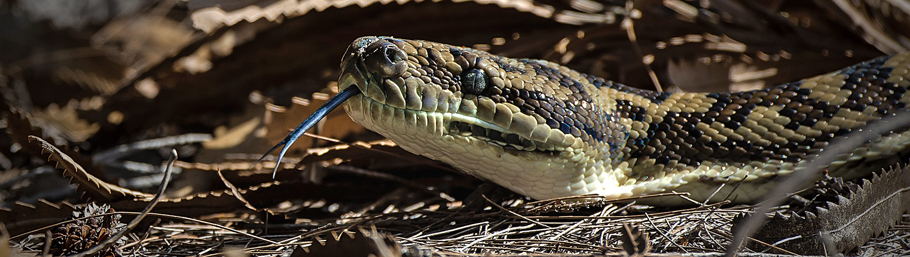 python.australia