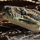 python.australia