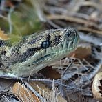 python.australia