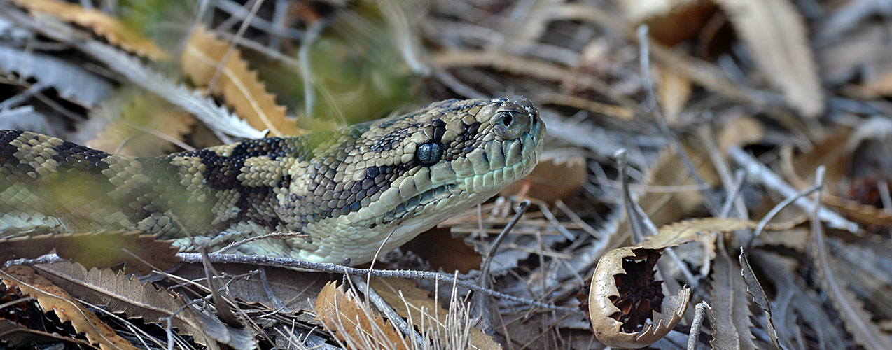 python.australia