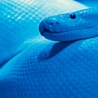 PythonBlau