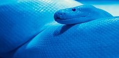 PythonBlau