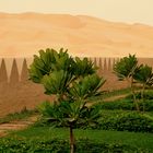 Qasr Al Sarab - Delux Room - garden