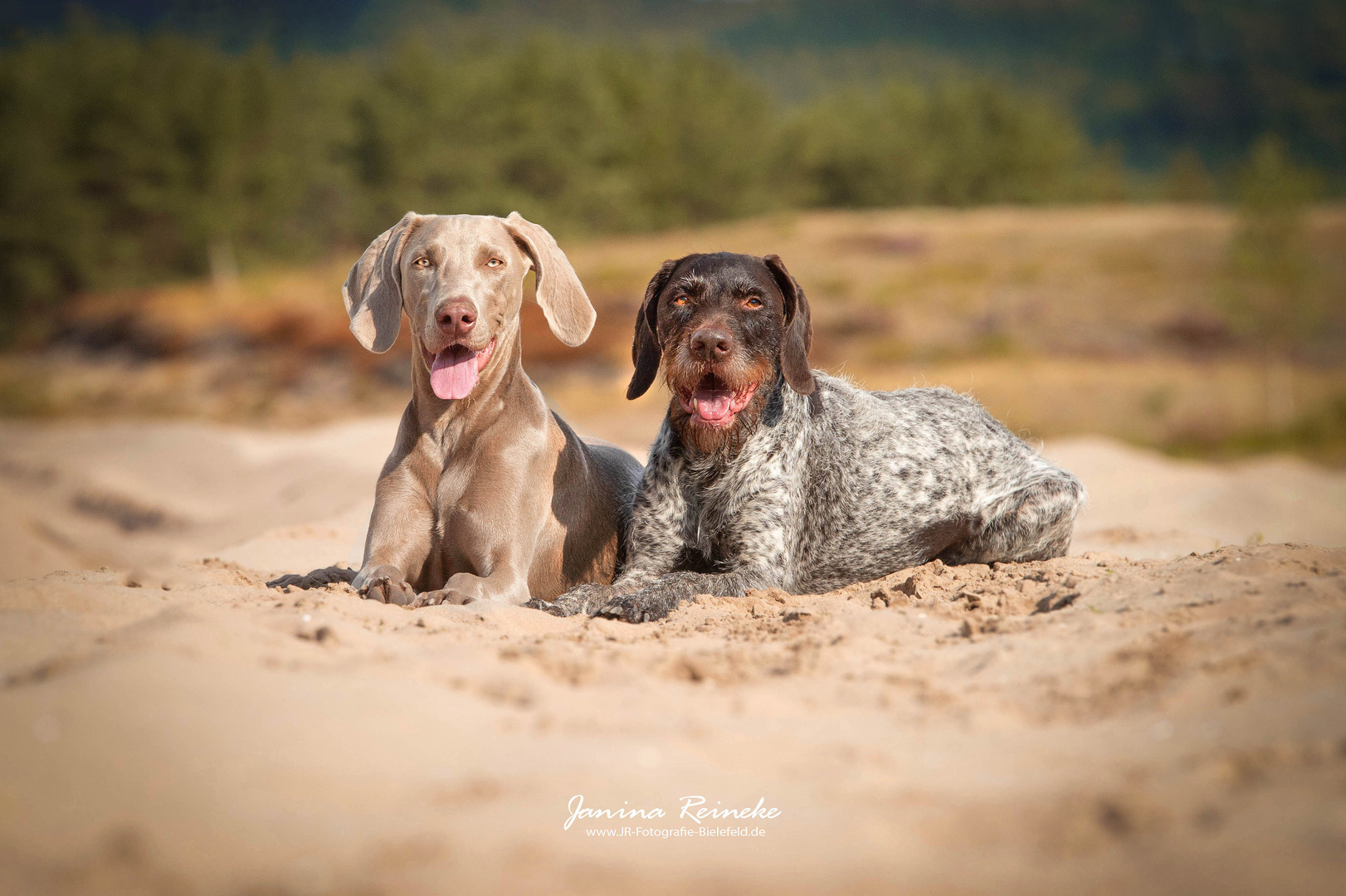 Qesra & Greta im Sand 2