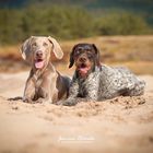 Qesra & Greta im Sand 2