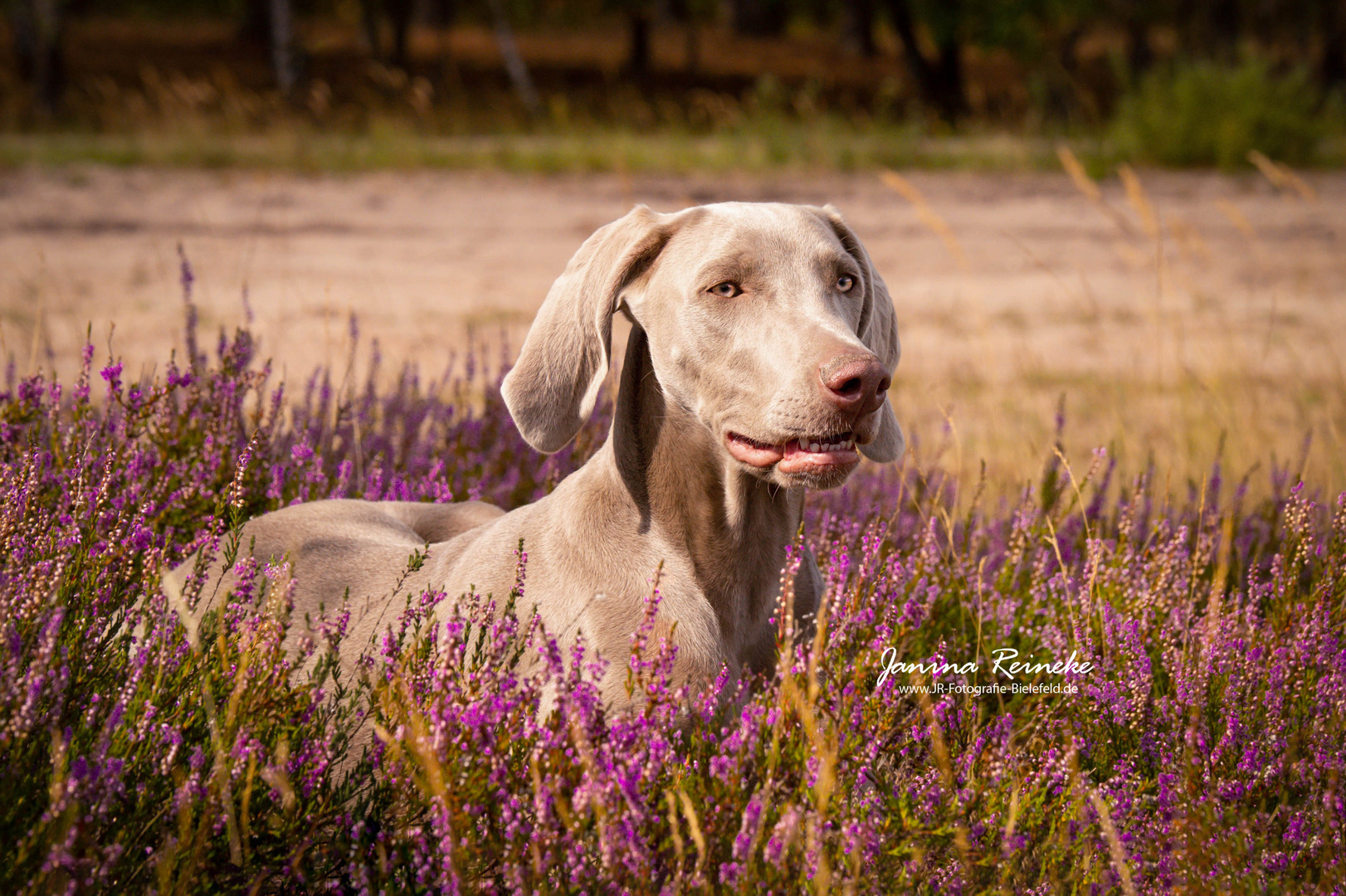 Qesra in der Heide 