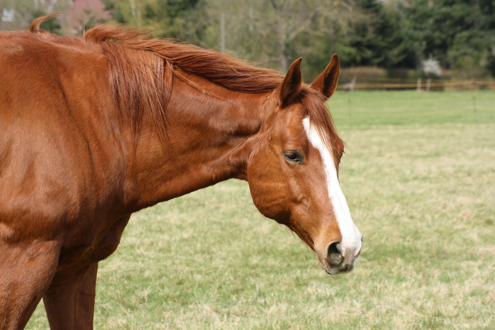 Qh auf der Koppel