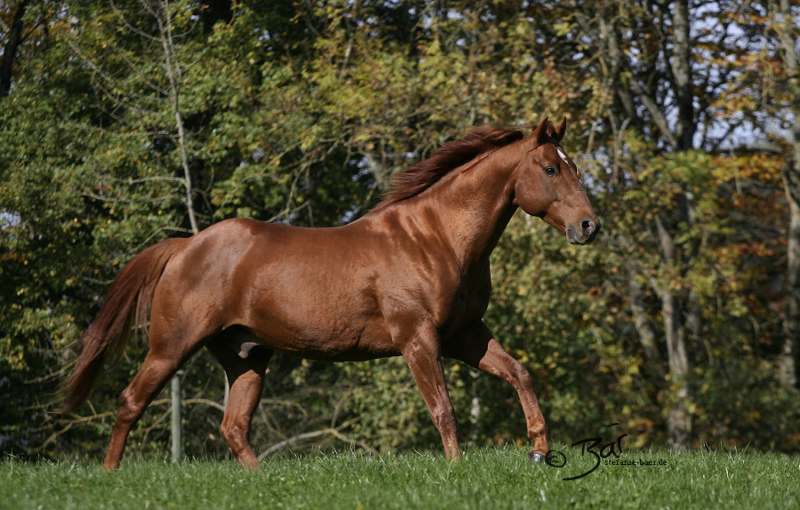 QH Desperado