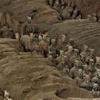 Qin Shi Huang's army