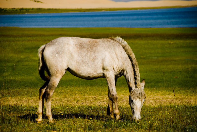 Qinghai lake