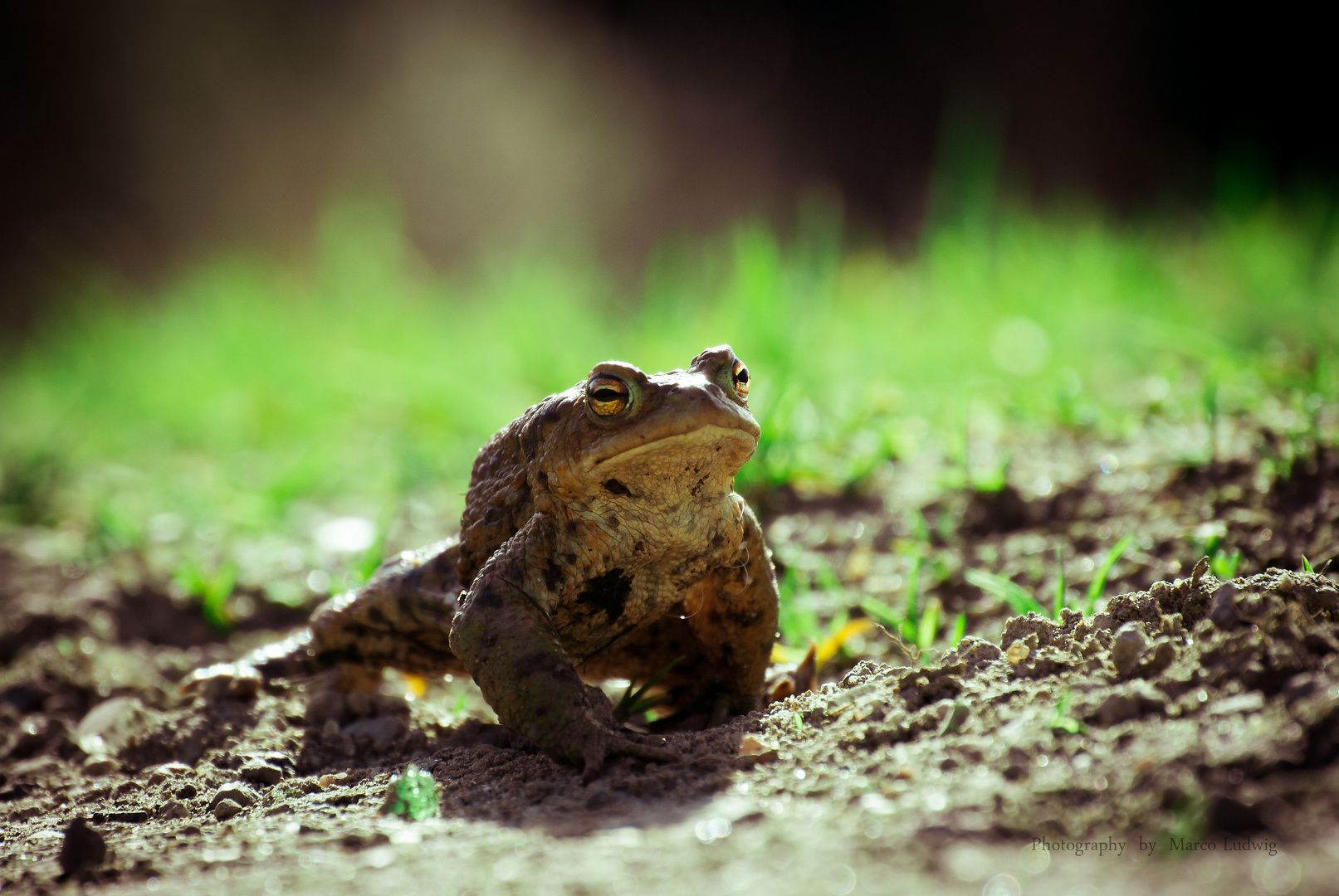 Quack Foto & Bild tiere, wildlife, wildlife sonstige tiere Bilder