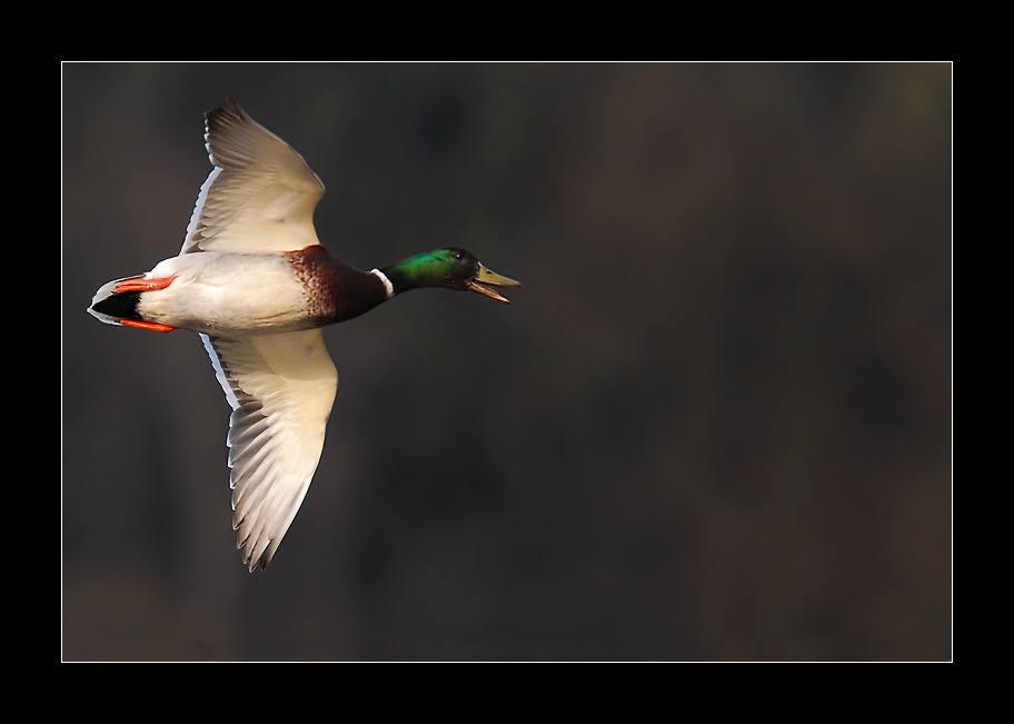 Quack Foto & Bild tiere, wildlife, wild lebende vögel Bilder auf