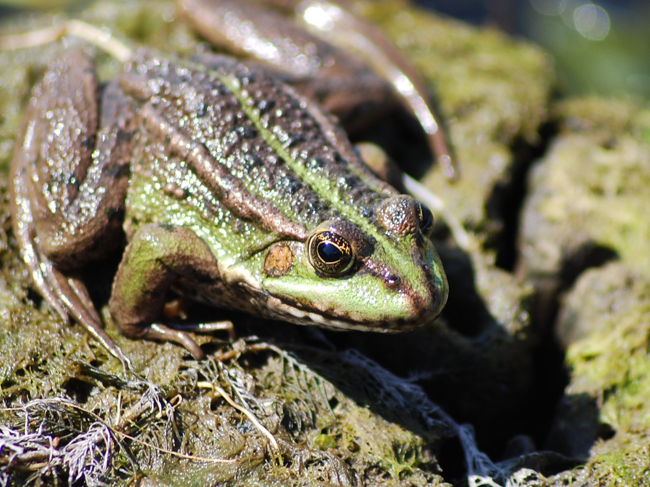 QUACK ! Foto & Bild anfängerecke nachgefragt, nachgefragt