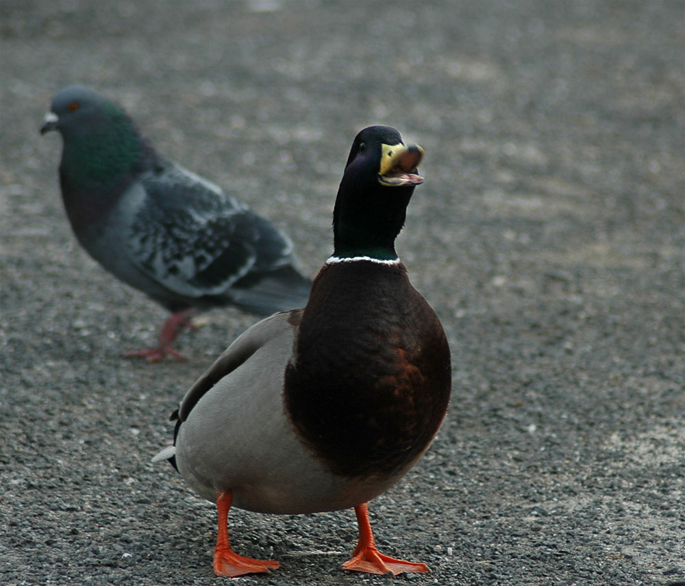 quack-quack! More bread, cheepos!...