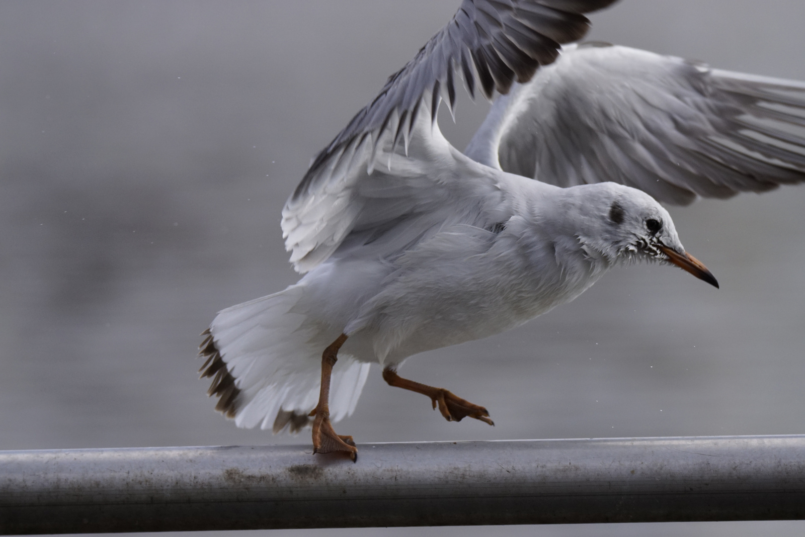 Quacks der Bruchpilot