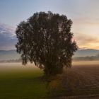 Quadrantenbaum