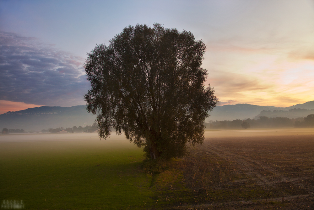 Quadrantenbaum