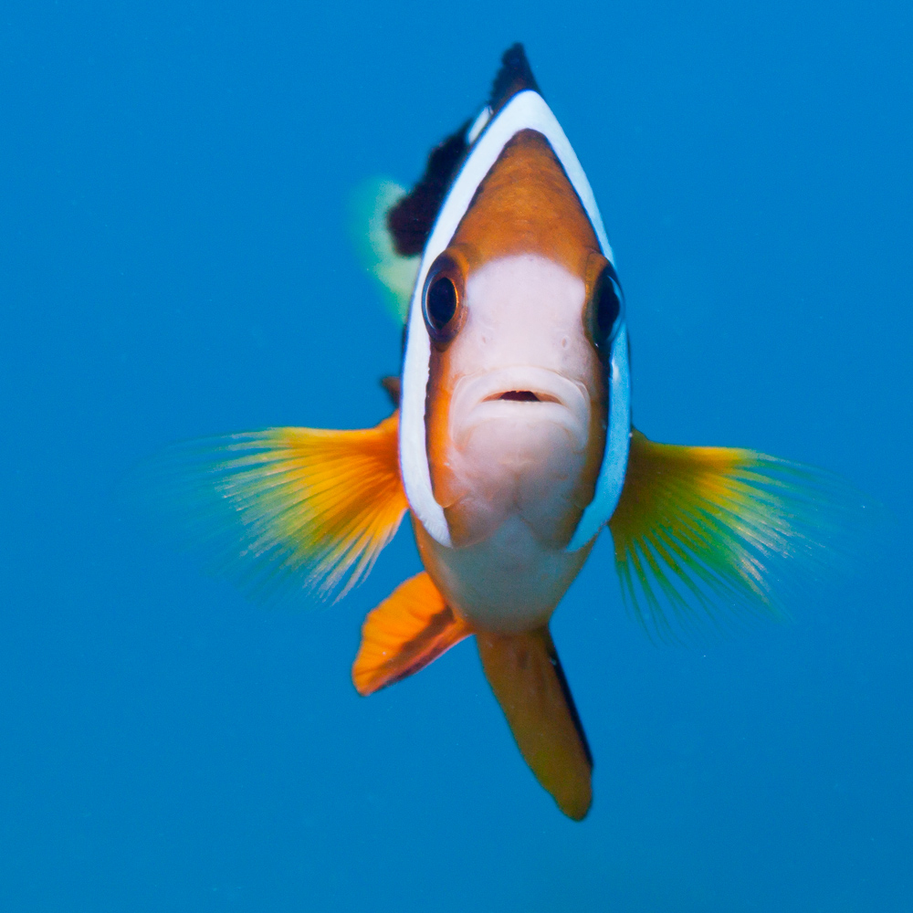 Quadratisch, praktisch, Clownfisch!