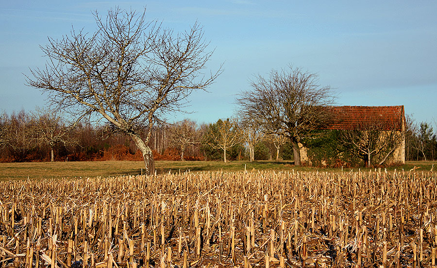 quadretto di campagna.....