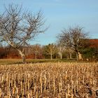 quadretto di campagna.....