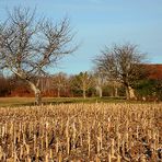 quadretto di campagna.....