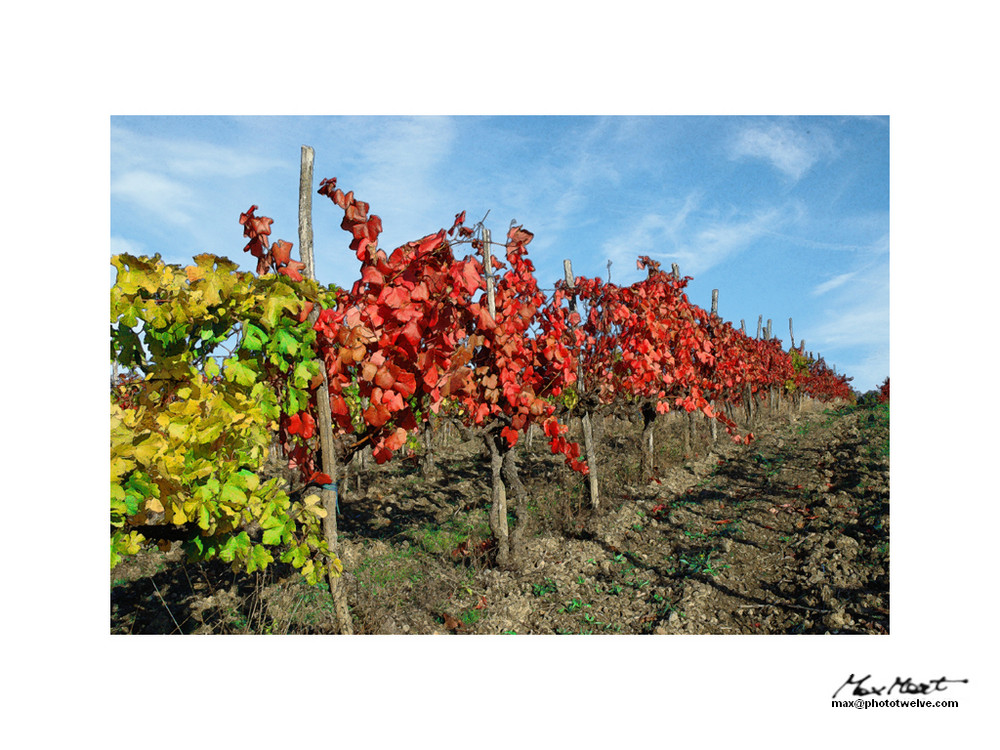 Quadretto tra le vigne