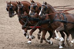 Quadriga Hengstparade WAF