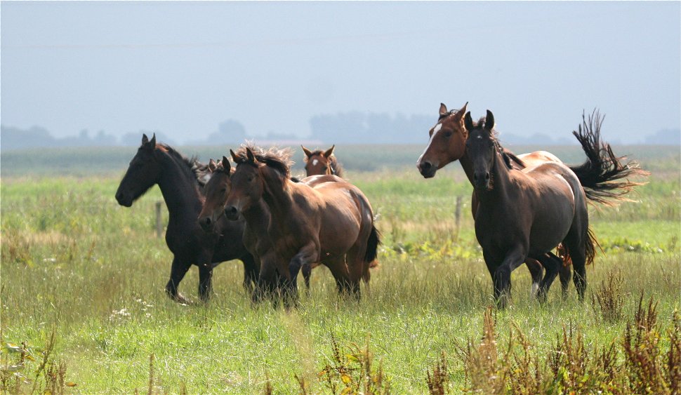 Quadriga und Doppelkopf