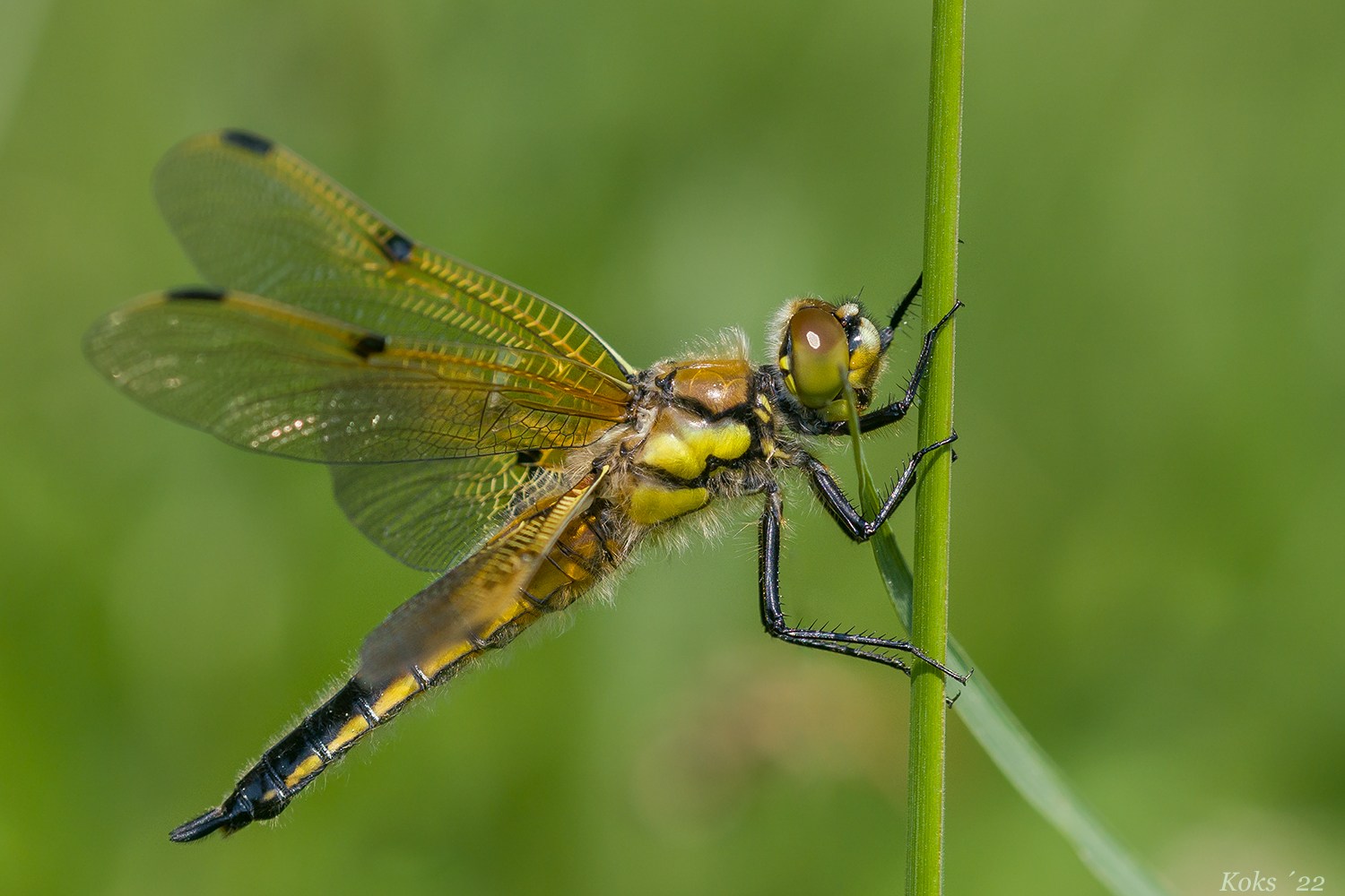 Quadrimaculata