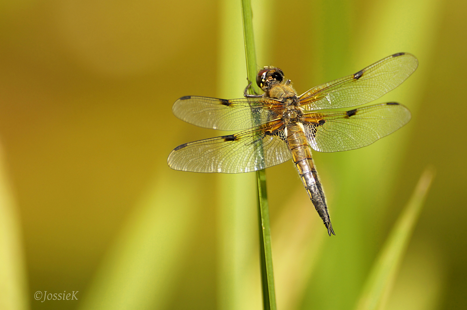 Quadrimaculata