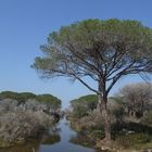 Quadro in Maremma